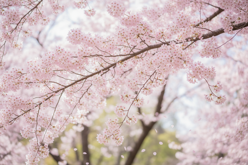 sakura